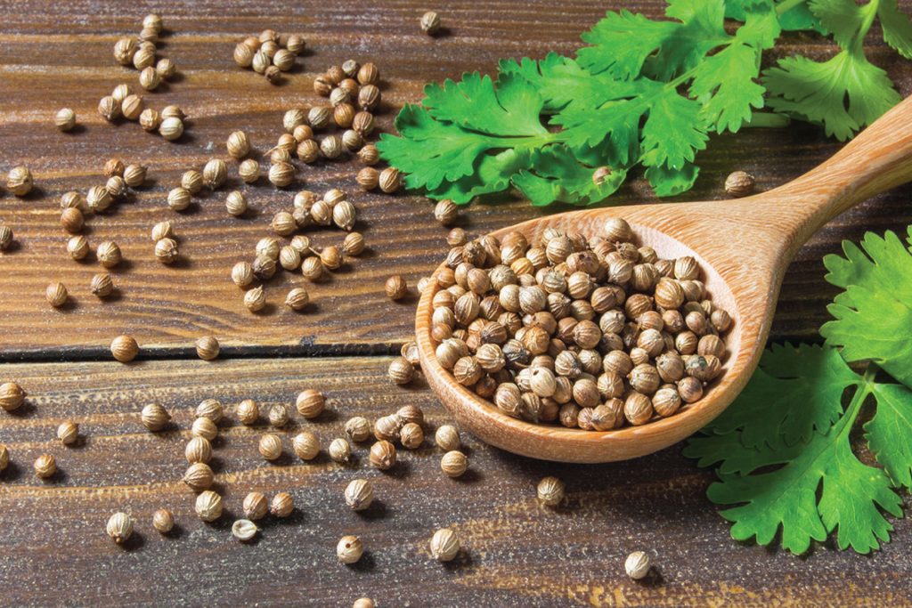 Coriander Seeds